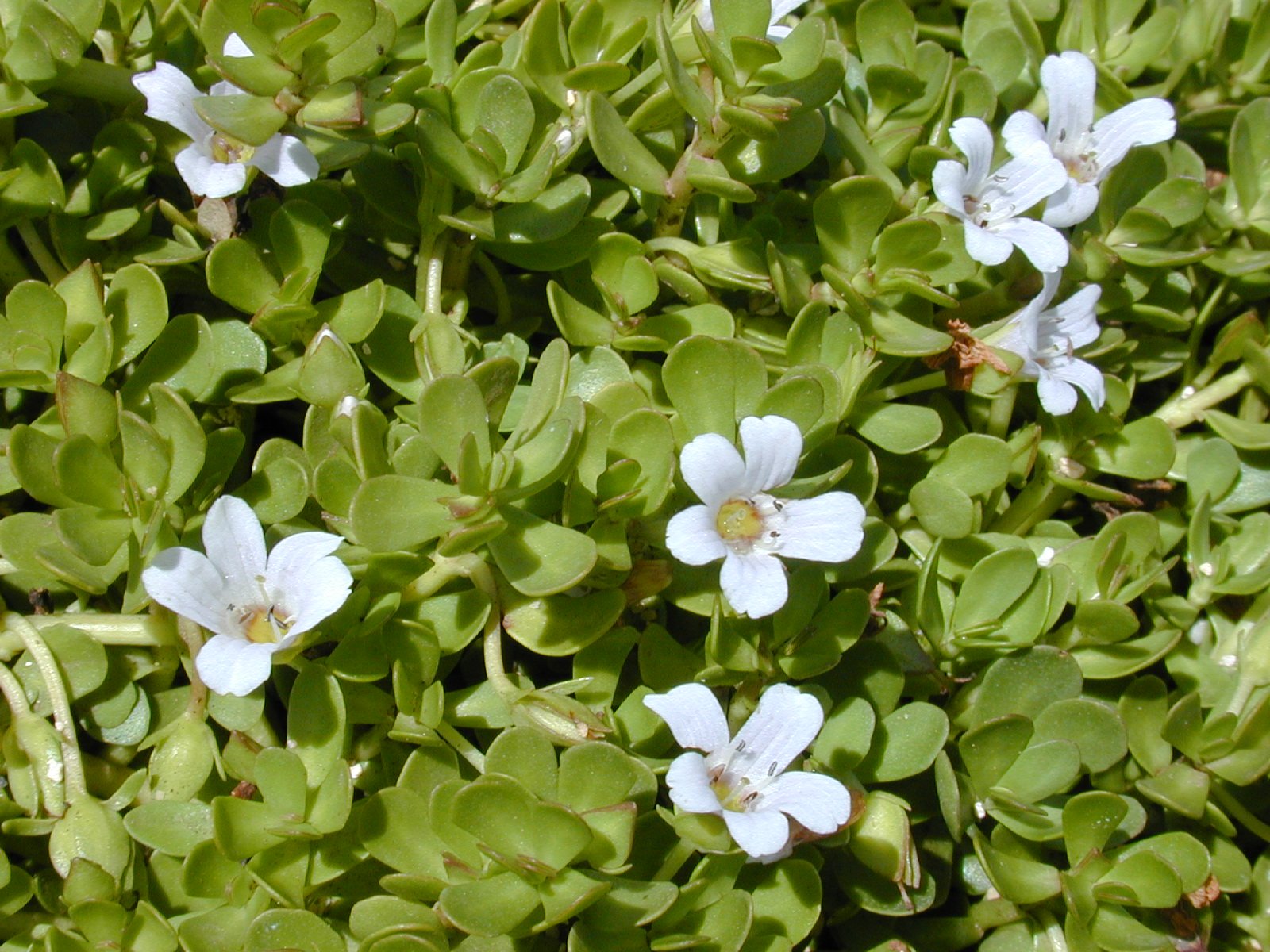 Bacopa Monnieri - Ancient Herb for Memory Enhancement